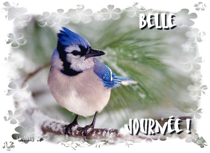 Lundi 10 décembre Oiseau-hiver-belle-journee